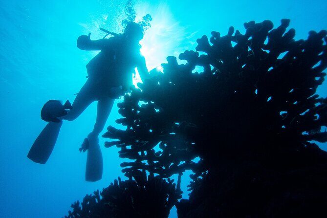 1 Tank Discover Scuba at Koloa Landing with No Experience needed - Key things to know before you go