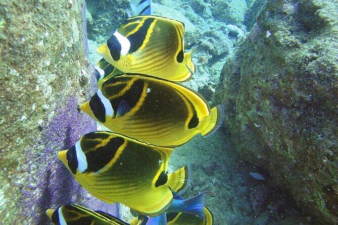 2-Hour Snorkeling Adventure in Kauai - Key Things That Matter on This 2-Hour Kauai Snorkeling Tour