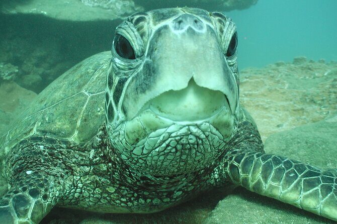 2-Hour Snorkeling Adventure in Kauai - How the 2-Hour Timing Works (and Why It’s a Smart Choice)