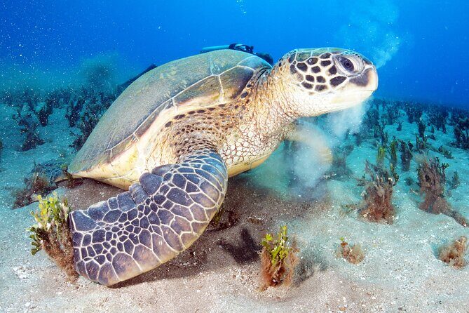 2-Hour Snorkeling Adventure in Kauai - What You’ll Actually See: Turtles, Tropical Fish, and Reef Life