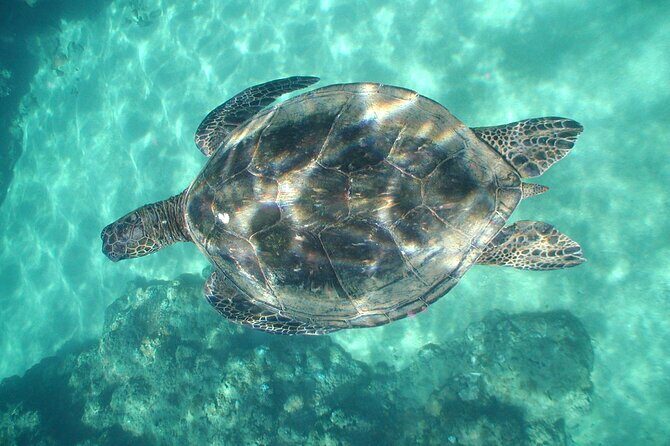 2-Hour Snorkeling Adventure in Kauai - Meeting Point Reality: Easy to Find, Simple Return