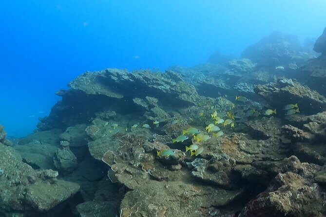 2-Hour Snorkeling Adventure in Kauai - Group Size, Private Options, and Who This Trip Feels Best For