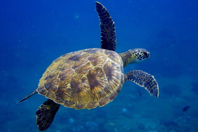 2 Tanks Scuba Dive Kaua'i from a Boat - Tank One: Ledges and Arches Where Movement Shows Up First