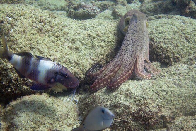 2 Tanks Scuba Dive Kaua'i from a Boat - What’s Included (and What You Still Need to Bring)