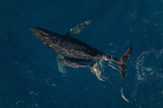 Air Kauai: Ohana (doors-ON) Helicopter Tour - Value and Price: Why $301.34 Can Make Sense on Kauai