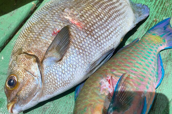 Hawaiian Reef Spearfishing Lesson for Beginners on Kauai - The 45-Minute Master Class: Safety, Fish ID, and Getting Your Body Ready