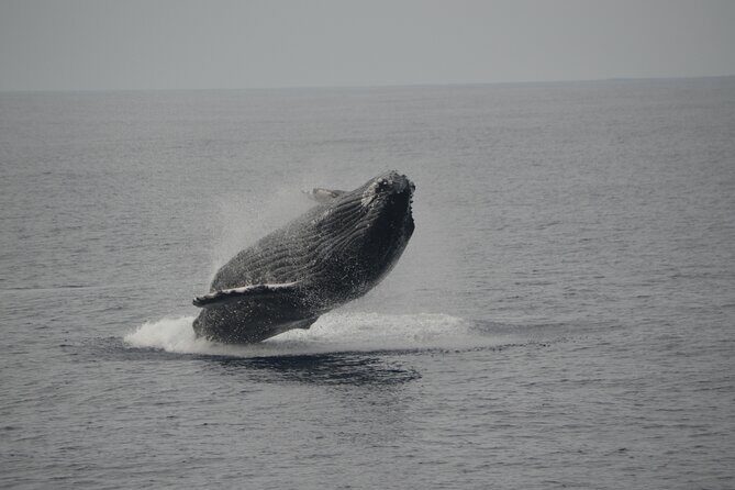 'Imiloa Express Whale Watch and Cocktail Tour - From Eleele to open water: what the timing and vibe are really like
