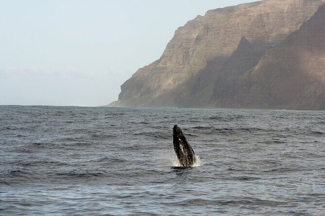 'Imiloa Express Whale Watch and Cocktail Tour - Price and value: is $135.90 worth it?
