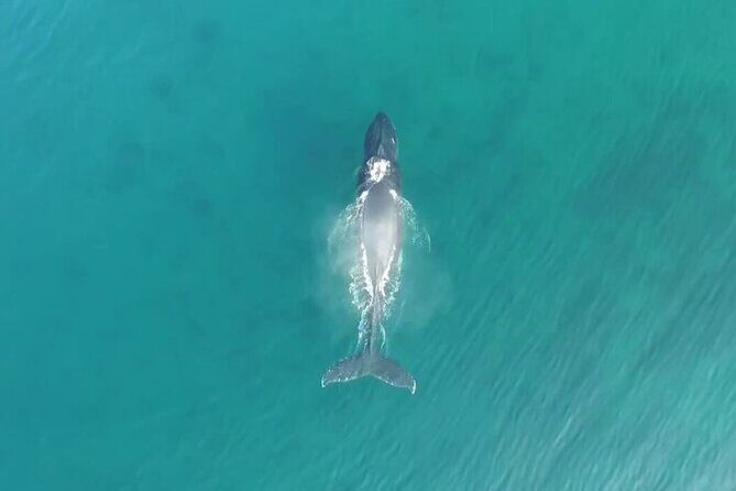'Imiloa Express Whale Watch and Cocktail Tour - Your captain’s whale-spotting talk: what to watch for
