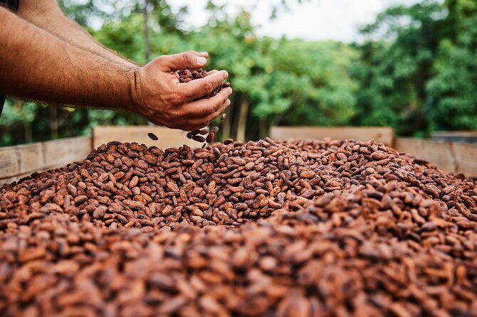 Kauai Chocolate Farm Tasting Tour - Cacao Fruit 101: What’s on the Tree Before It’s Chocolate