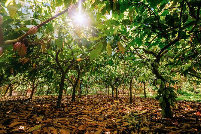 Kauai Chocolate Farm Tasting Tour - From Seed to Bar: The Step-by-Step Chocolate Lesson