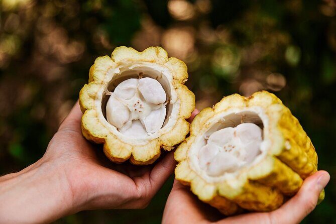 Kauai Chocolate Farm Tasting Tour - How Much Walking, How Much Sitting, and Who This Fits