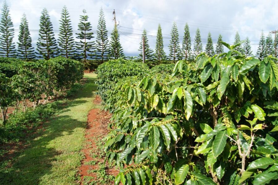 Kauai: Customized Luxury Private Tour - Price and value: is $450 per person worth it?