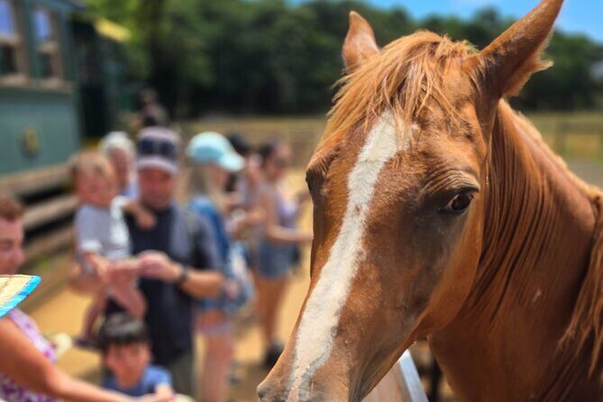 Kauai Hop On Hop Off Tour - Price and value: what $49 gets you, and what doesn’t