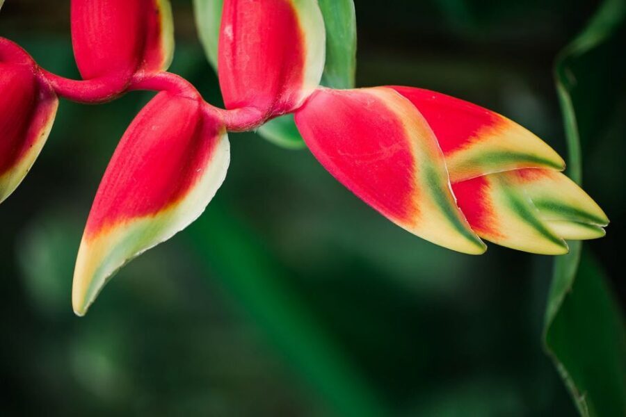 Kauai: McBryde Garden Self Guided Visit - Agroforestry, Water Features, and a Canoe-Garden Feel