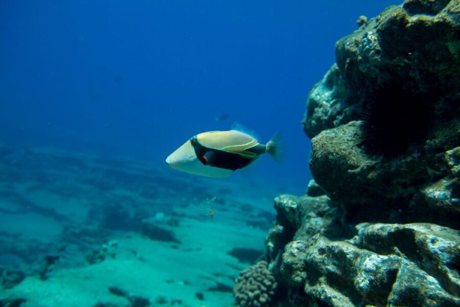 Kauai: Niihau and Na Pali Coast Full-Day Boat Tour - Who Should Book (and Who Should Skip)