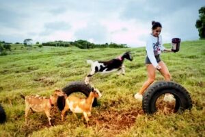 Kauai Private Baby Farm Animal Experience & Micro Dairy Immersion - The 50-minute plan: what you’ll actually do on the farm
