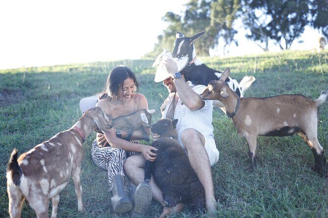 Kauai Private Baby Farm Animal Experience & Micro Dairy Immersion - More than feeding: brushing, haltering, and practical farm skills