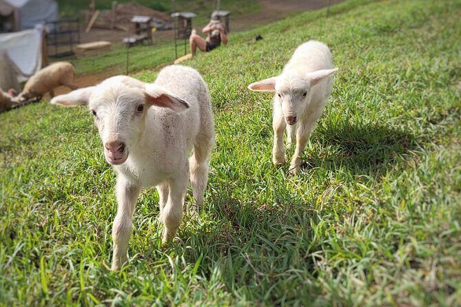 Kauai Private Baby Farm Animal Experience & Micro Dairy Immersion - Timing tip: 8 AM vs 9 AM changes what you’ll likely see