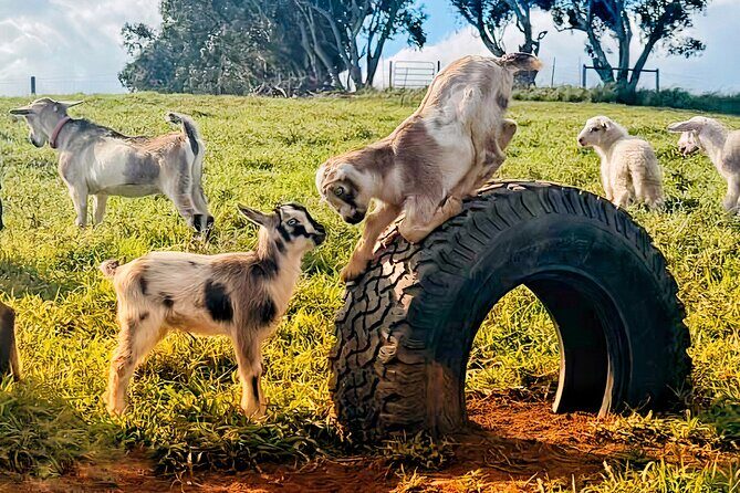 Kauai Private Baby Farm Animal Experience & Micro Dairy Immersion - Shoes, mud, and how to make the most of a working farm