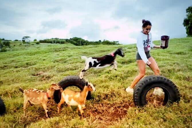 Kauai Private Baby Farm Animal Experience & Micro Dairy Immersion - The 50-minute plan: what you’ll actually do on the farm