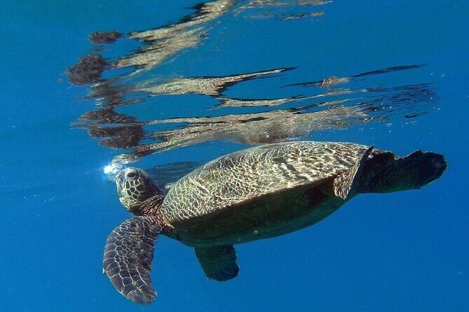 Kauai Private Group Snorkel Tour with Sea Turtles - Key highlights you’ll actually feel in the water