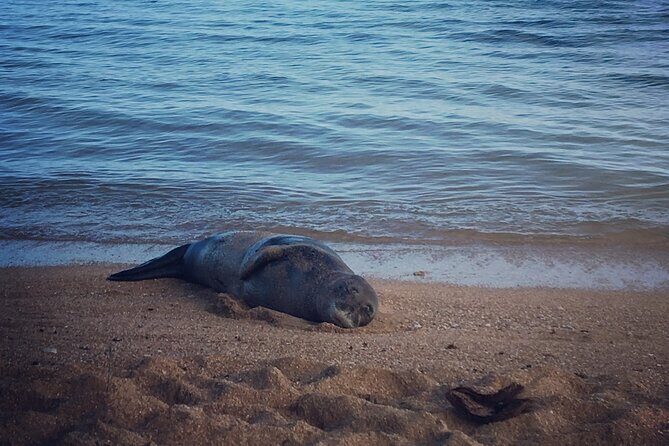 Kauai Private Group Snorkel Tour with Sea Turtles - What you’ll see: sea turtles, reef fish, coral, and more