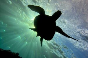Kauai Scuba Diving for Beginners - Your 4.5-hour plan: gear-up, skills, then reef time