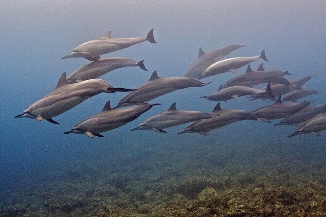 Kauai Scuba Diving for Beginners - Reef ecosystems at up to 40 feet: what you’ll actually see