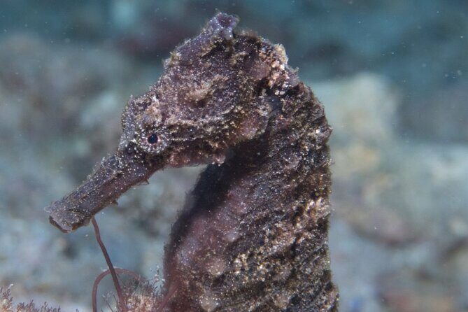 Kauai Scuba Diving for Beginners - Health rules and the altitude limit you can’t ignore