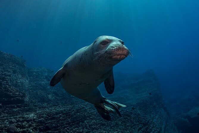 Kauai Scuba Diving for Beginners - Who this experience suits best on Kauai