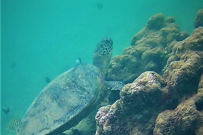 Kauai Snorkeling Adventure - Anahola: north-shore snorkeling with real reef proximity