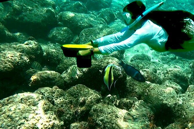 Kauai Snorkeling Adventure - What you might see: turtles, butterflyfish, triggerfish, and the humuhumu