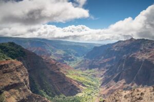Kauai: Waimea Canyon and Koke'e State Park Tour - Kōkeʻe State Park nature walk: where the birds and native plants are the point
