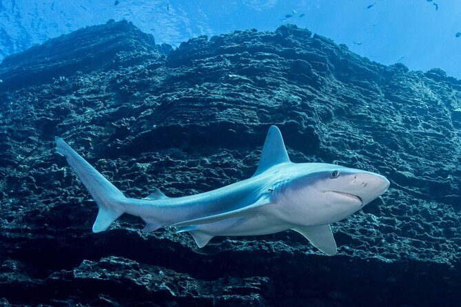 Kauai's Exclusive Morning Scuba Charter for Experienced Divers - What the Advanced Diver Charter Really Changes