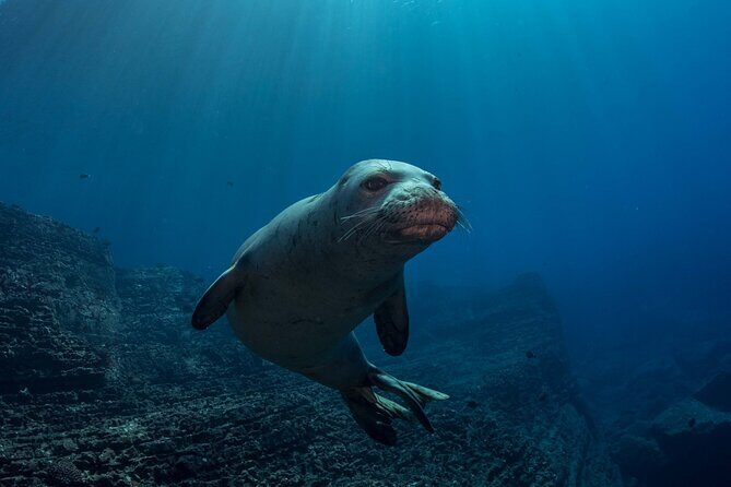Kauai's Exclusive Morning Scuba Charter for Experienced Divers - The Underwater Menu: Sea Life You Can Plan For