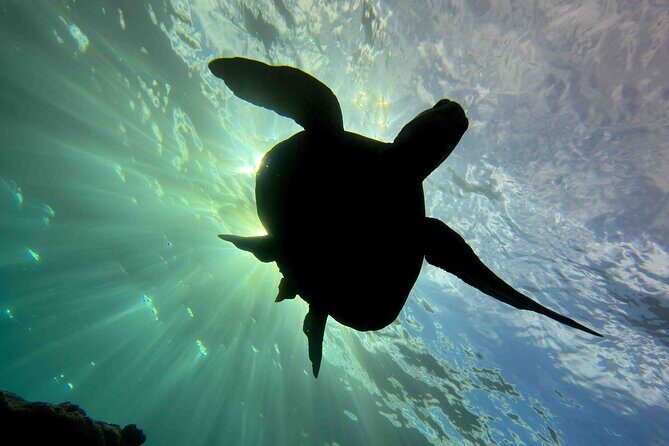 Kauai's Exclusive Morning Scuba Charter for Experienced Divers - Lava Tubes and Sea Turtles: What Makes That Moment Special