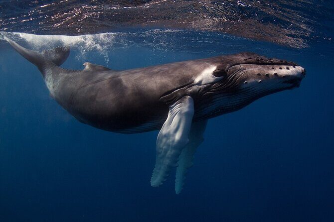 Kauai's Exclusive Morning Scuba Charter for Experienced Divers - Price vs. Value: Is $259.11 Worth It?