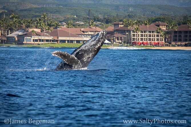 Kauai's South Side Whale and Dolphin Zodiac Boat Adventure - Price and value: what $158.43 buys you on this South Shore run