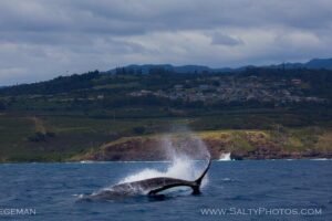 Kauai's South Side Whale and Dolphin Zodiac Boat Adventure - The Zodiac Hurricane ride: fast handling, wet chances, and real photo time