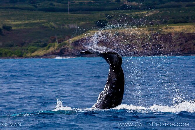Kauai's South Side Whale and Dolphin Zodiac Boat Adventure - What the guides do out on the water (and why it matters)