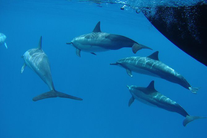 Kauai's South Side Whale and Dolphin Zodiac Boat Adventure - Spouting Horn: why a land stop can improve the whole outing