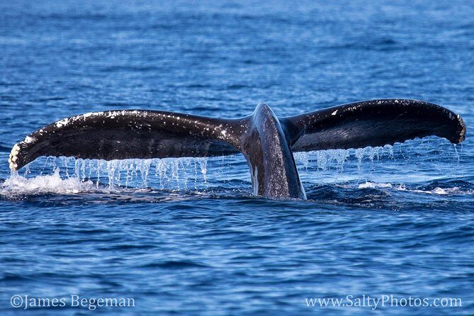 Kauai's South Side Whale and Dolphin Zodiac Boat Adventure - Besides humpbacks: dolphins, turtles, sea birds, and whale sounds