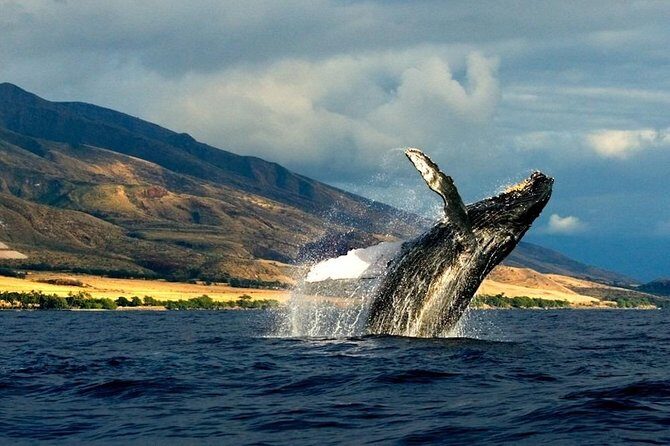 Kauai's South Side Whale and Dolphin Zodiac Boat Adventure - Packing for “adventure and not leisure cruise” comfort
