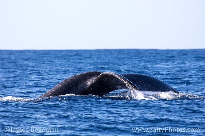 Kauai's South Side Whale and Dolphin Zodiac Boat Adventure - Who should book (and who should reconsider) on Kauai’s South Side