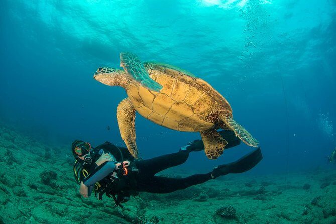 Kauai's Ultimate Discover Scuba Dive - OCEAN EXPERIENCE (1 Tank Dive) - Key things I’d zero in on