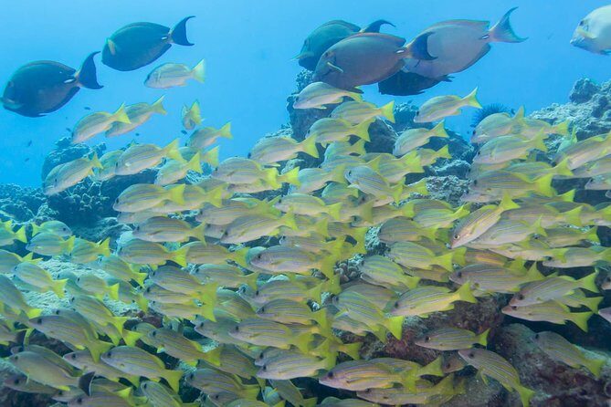 Kauai's Ultimate Discover Scuba Dive - OCEAN EXPERIENCE (1 Tank Dive) - Maximum 40 Feet Under Direct Instructor Supervision