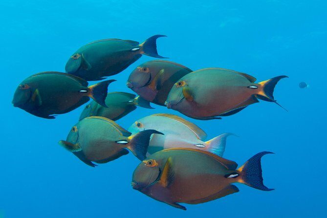 Kauai's Ultimate Discover Scuba Dive - OCEAN EXPERIENCE (1 Tank Dive) - Wildlife You’ll Actually Be Looking For Around 40 Feet