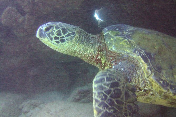 Kauai's Ultimate Discover Scuba Dive - OCEAN EXPERIENCE (1 Tank Dive) - Common Beginner Problems to Plan For (Pressurizing and Ears)