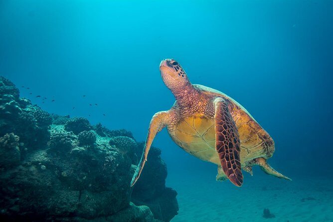 Kauai's Ultimate Dive Boat Adventure (for CERTIFIED Divers Only) - How the Ho‘onui SeaCat keeps your day from feeling like a cattle boat